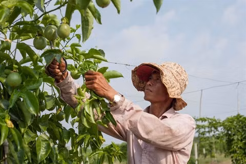 La mangue australienne et le fruit de la passion réunis sur le même sol à Tây Ninh ảnh 2 La mangue australienne et le fruit de la passion réunis sur le même sol à Tây Ninh ảnh 2
