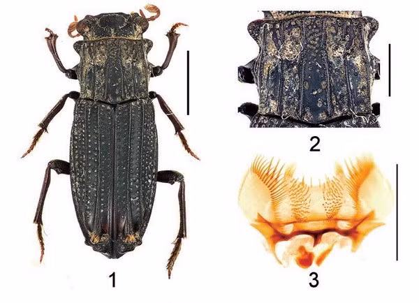 Découverte de nouvelles espèces d'insectes au Vietnam ảnh 1