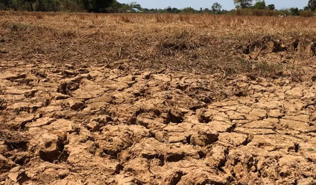 La sécheresse frappe la production agricole au Cambodge ảnh 1