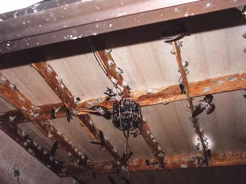 Au Sud, l’élevage des salanganes donne des ailes à Minh Tân ảnh 2
