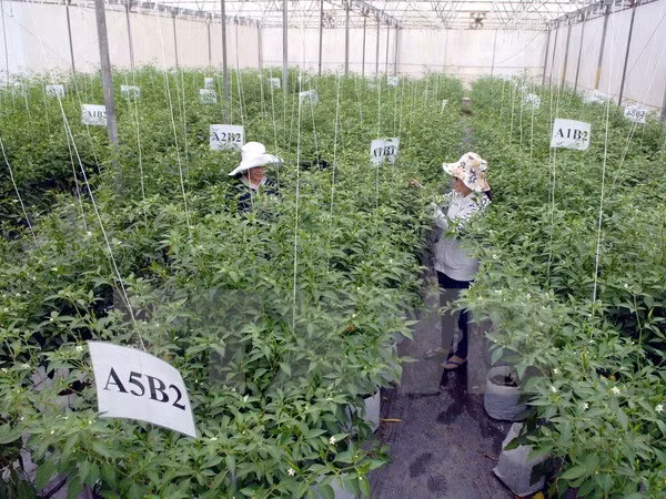 La restructuration agricole connaît des changements positifs ảnh 1