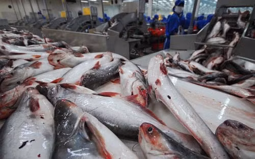 Forte hausse des exportations de pangasius vers la Chine ảnh 1