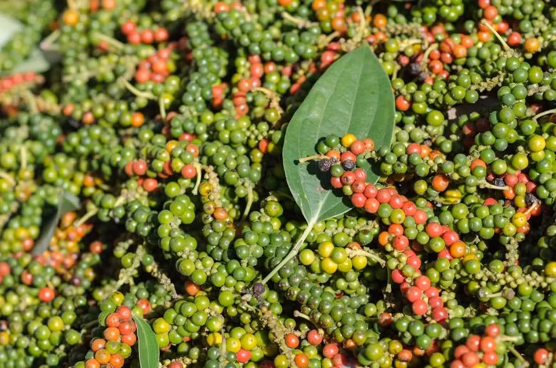 Les exportations de poivre retrouvent des couleurs ảnh 1