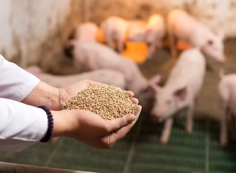 Aliments pour animaux: le Vietnam, 8e producteur mondial ảnh 1