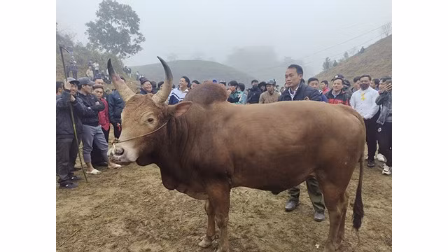 Des combats de bœufs perpétuent la tradition des H’mông ảnh 3
