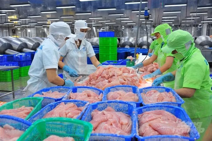 La Chine importe massivement du pangasius du Vietnam ảnh 1 La Chine importe massivement du pangasius du Vietnam ảnh 1