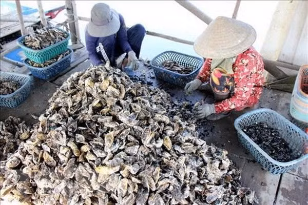 Vietnam et Japon renforcent leur coopération dans les filières ostréicoles ảnh 1