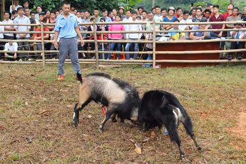 Les combats de boucs de Hoàng Su Phi ảnh 1