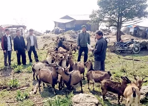 Les combats de boucs de Hoàng Su Phi ảnh 4