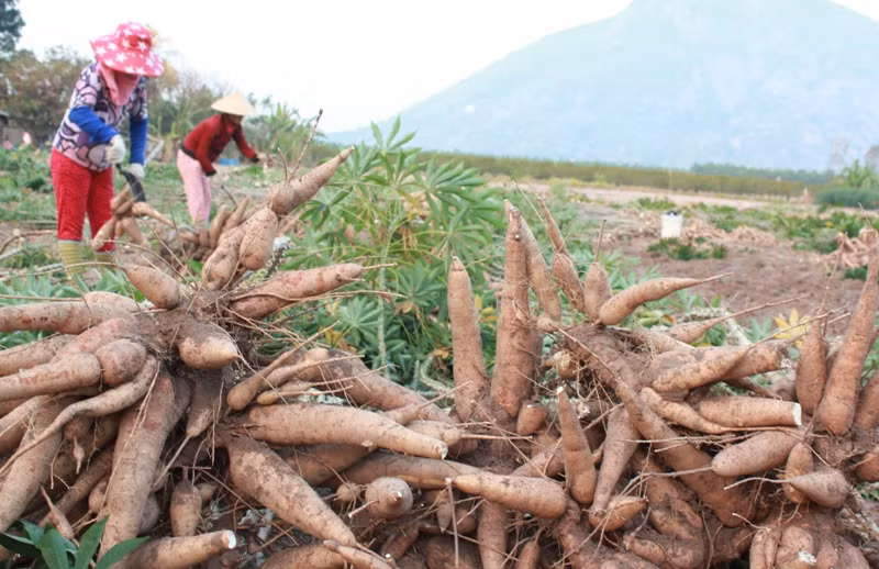 2018: le secteur du manioc commence l'année en beauté ảnh 1