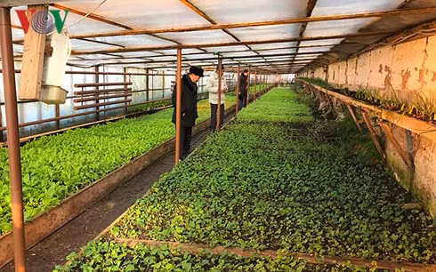 Tran Ngoc Tuan, un fermier vietnamien en Russie ảnh 2