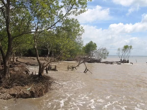 Tien Giang: l'érosion s'aggrave dans les zones côtières ảnh 1