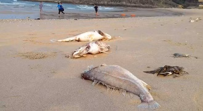 Catastrophe écologique : les dédommagements doivent être achevés avant le Tet ảnh 1