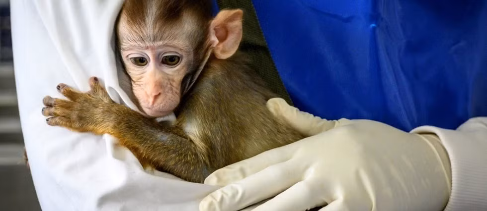 Coronavirus: le point sur la pandémie en Asie du Sud-Est ảnh 1