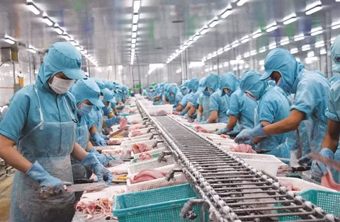 Le pangasius cherche à conquérir le marché national ảnh 1