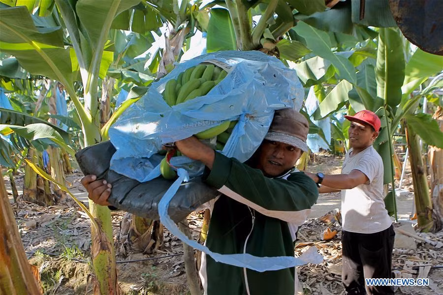 COVID-19 : Les producteurs de bananes des Philippines éprouvent des difficultés ảnh 1