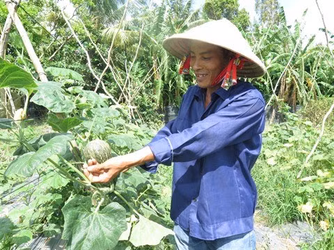 Hô Chi Minh-Ville compte 40 nouvelles entreprises agricoles ảnh 1 Hô Chi Minh-Ville compte 40 nouvelles entreprises agricoles ảnh 1