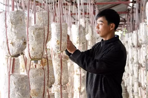 Faire fortune grâce à la myciculture ảnh 1
