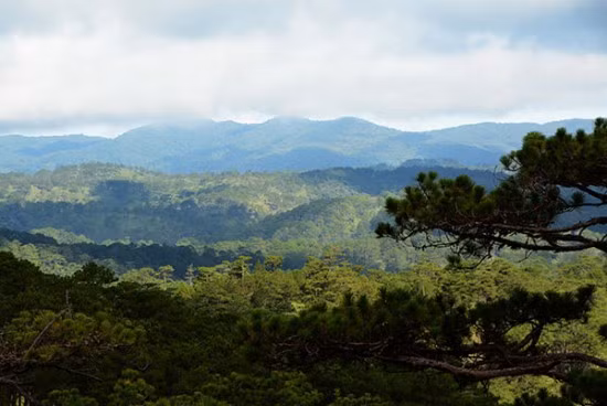 Lam Dong consacre 58 millions de dollars à la préservation de la biodiversité ảnh 1