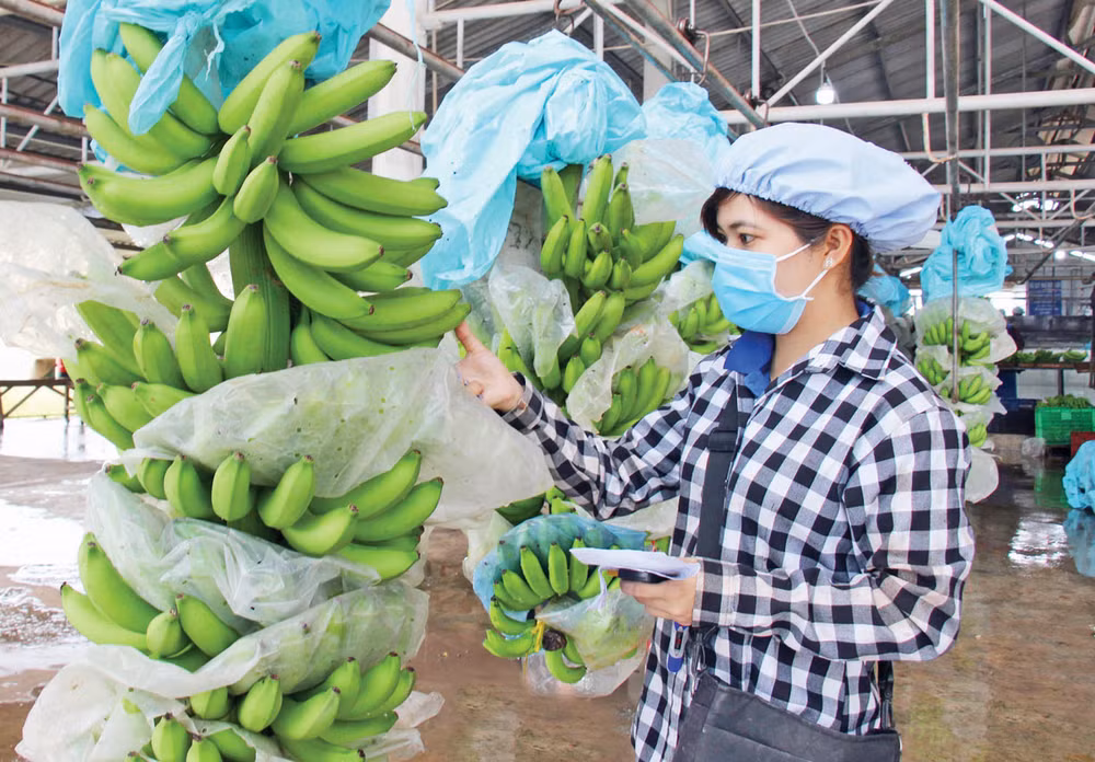 La République de Corée augmente ses importations de bananes vietnamiennes ảnh 1