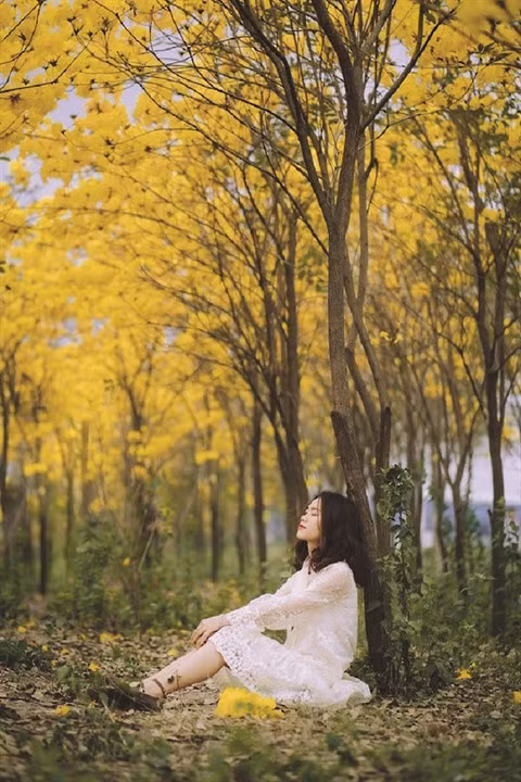 La beauté des arbres trompettes à Bac Giang ảnh 2 La beauté des arbres trompettes à Bac Giang ảnh 2