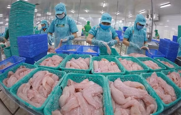 Plusieurs entreprises de pangasius ne sont pas visées par des droits antidumping ảnh 1