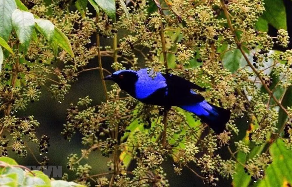 Nui Chua et Kon Ha Nung au Vietnam reconnues réserves mondiales de biosphère ảnh 3