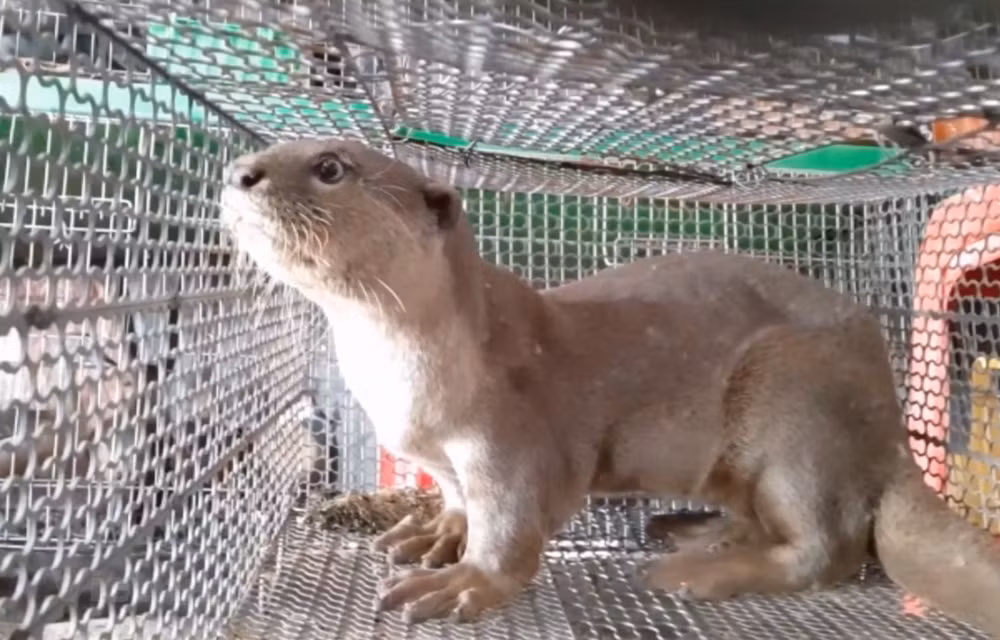 La protection des espèces sauvages pour la "maison commune" de la biodiversité ảnh 1 La protection des espèces sauvages pour la "maison commune" de la biodiversité ảnh 1