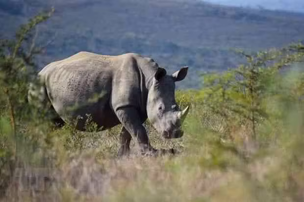 Journée mondiale du rhinocéros : sensibiliser le public à la conservation des rhinocéros ảnh 1 Journée mondiale du rhinocéros : sensibiliser le public à la conservation des rhinocéros ảnh 1