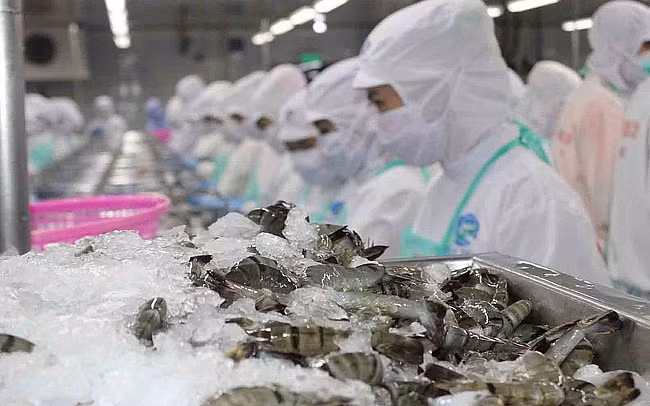 La filière crevetticole vise un chiffre d’affaires à l’export de 500 millions d'USD en R. de Corée ảnh 1