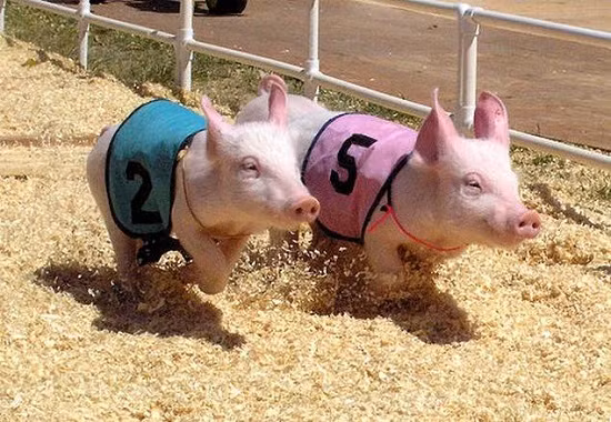 Des courses de cochons à Can Tho ảnh 1 Des courses de cochons à Can Tho ảnh 1
