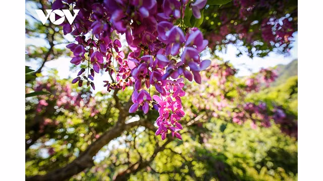 La nature se fait artiste dans la péninsule de Son Trà ảnh 4