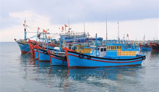 Efforts communs pour lutter contre la pêche INN ảnh 1