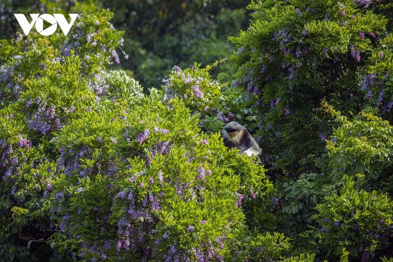 La nature se fait artiste dans la péninsule de Son Trà ảnh 3