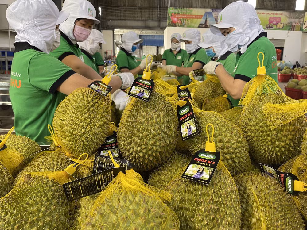 Les exportations de durians sur la bonne voie ảnh 2