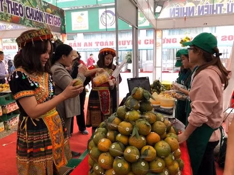 Bientôt la Semaine des oranges de Hà Giang à Hanoï ảnh 1