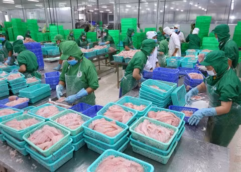 Améliorer de l’élevage des pangasius à exporter ảnh 1 Améliorer de l’élevage des pangasius à exporter ảnh 1