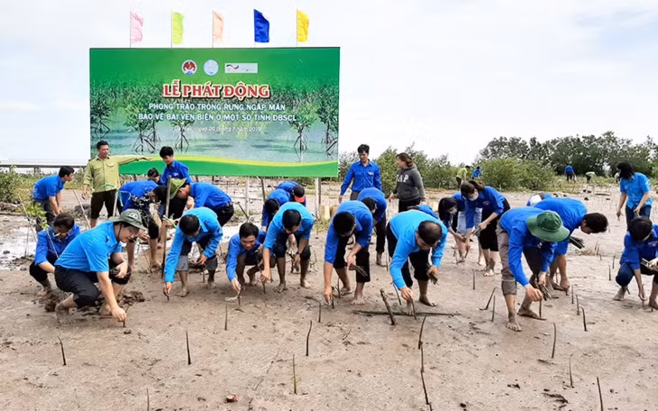 Cà Mau: planter les mangoves pour protéger les côtes ảnh 1 Cà Mau: planter les mangoves pour protéger les côtes ảnh 1