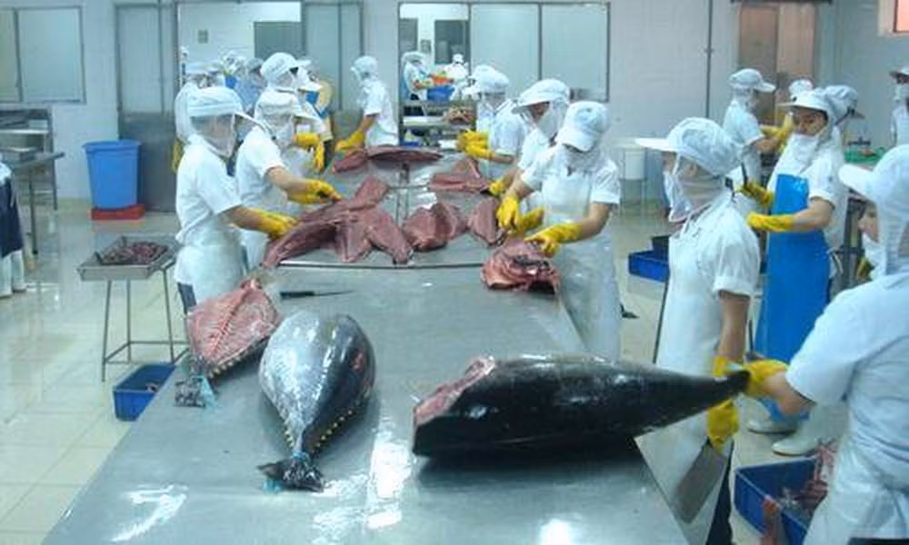 Bond des exportations nationales de thon vers la Grèce ảnh 1