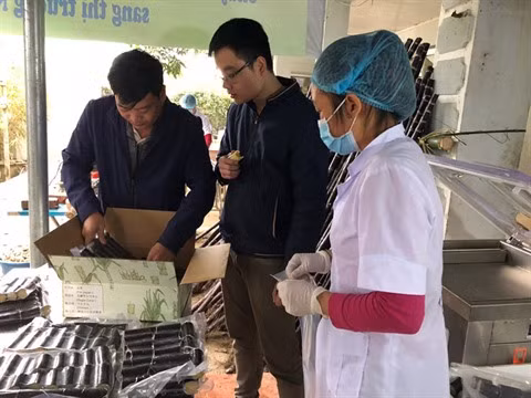 Hoà Binh exporte de la canne à sucre violette au Japon ảnh 1