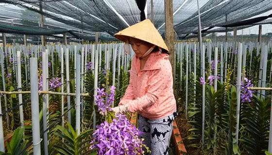 Les 10 évènements les plus marquants de Hô Chi Minh-Ville en 2018 ảnh 2