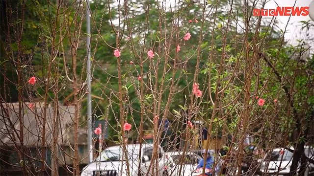 Une rue bordée d’abondantes fleurs de pêcher annonce l’approche du Têt ảnh 1
