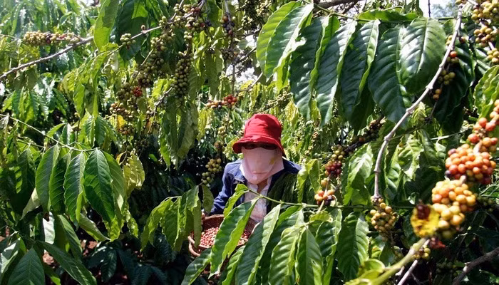Agriculture : Objectif de plus de 42 milliards d’exportation en 2019 ảnh 1