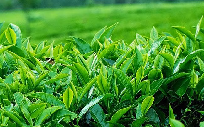 Thé: plus de 60 millions de dollars d’exportations en 4 mois ảnh 1