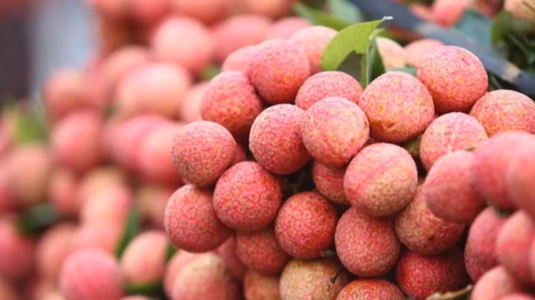 Malgré des frais élevés, des litchis vietnamiens débarquent en Australie ảnh 1 Malgré des frais élevés, des litchis vietnamiens débarquent en Australie ảnh 1