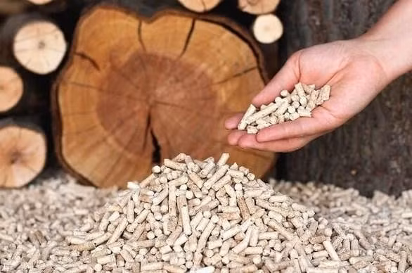 Les exportations de granulés de bois pourraient atteindre 1 milliard de dollars cette année ảnh 1
