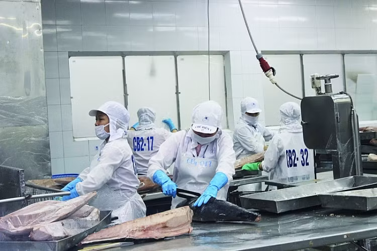 Les exportations de thons devraient augmenter fortement cette année ảnh 1 Les exportations de thons devraient augmenter fortement cette année ảnh 1