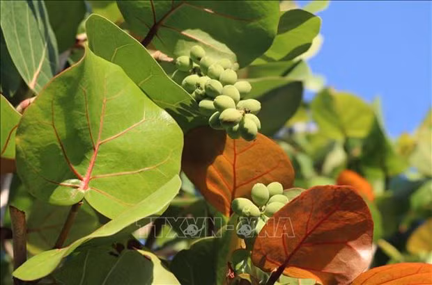 Assiettes écologiques à base de feuilles de raisinier bord de mer ảnh 2