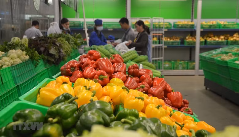 Les exportations de fruits et légumes devraient prospérer d'ici la fin de l'année ảnh 1 Les exportations de fruits et légumes devraient prospérer d'ici la fin de l'année ảnh 1