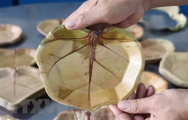Assiettes écologiques à base de feuilles de raisinier bord de mer ảnh 1